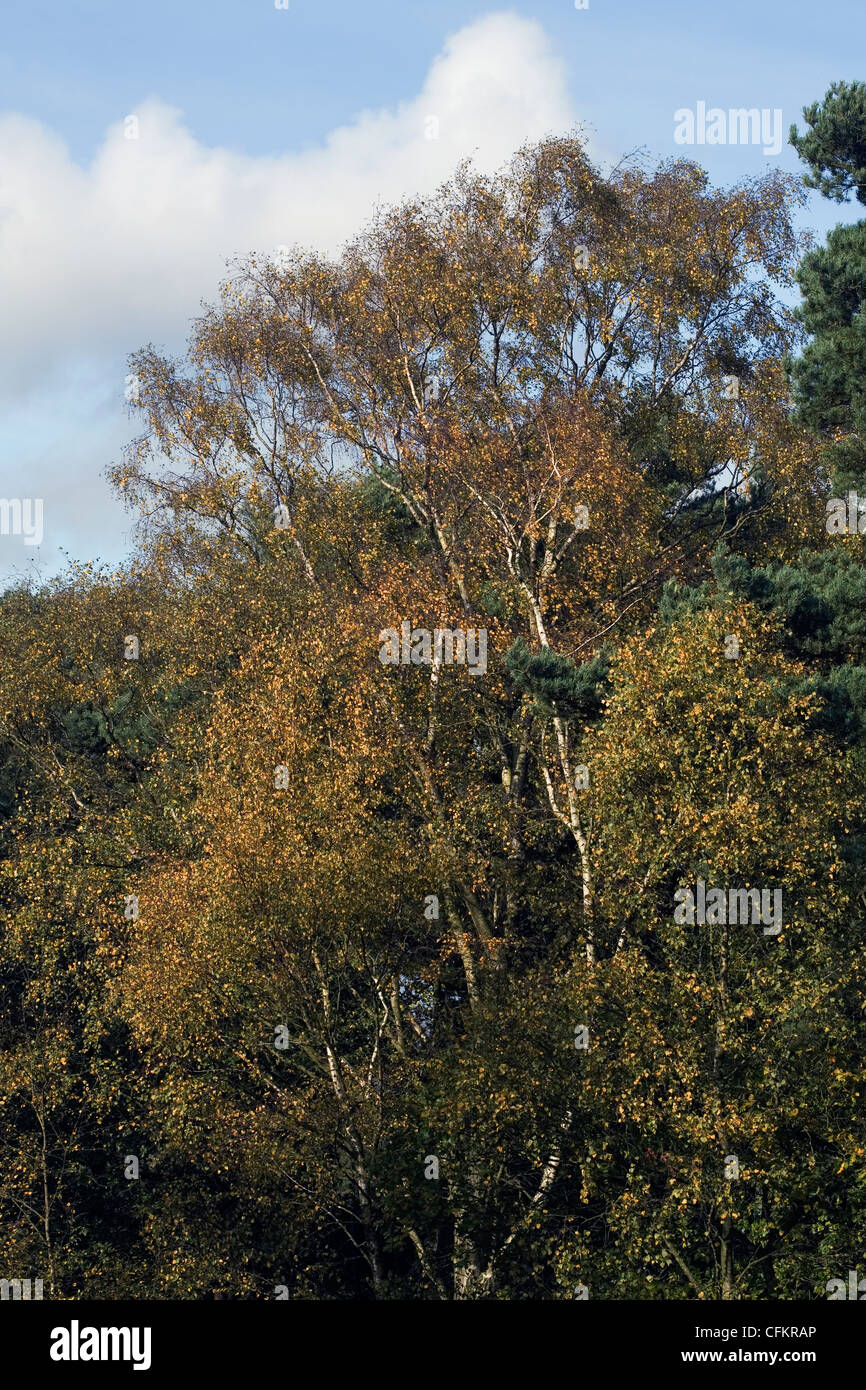 Nastro in betulla in autunno la caduta Alderley Edge cheshire england Foto Stock