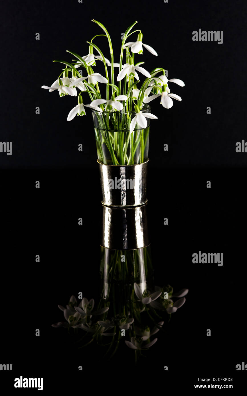 Galanthus nivalis. Snowdrops in un vaso di vetro riflessa su uno sfondo nero. Foto Stock