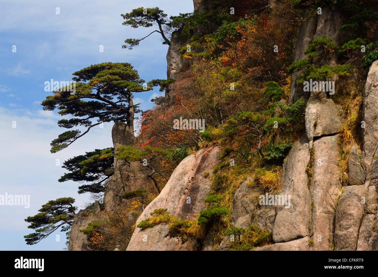 Pini sulla scogliera di inizio a credere che il picco con la caduta delle foglie monte huangshan gialle di montagna repubblica popolare cinese Foto Stock