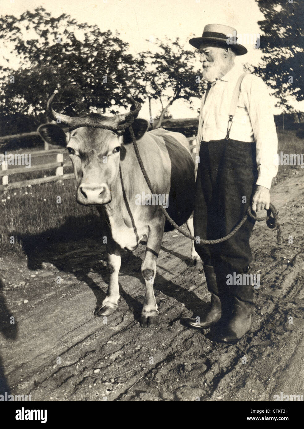 Il vecchio uomo prendendo la sua mucca per una passeggiata Foto Stock