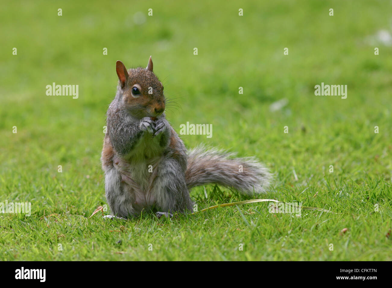 Simpatico e divertente Squirrel Grigio Sciurus carolinensis che mangia noci Foto Stock