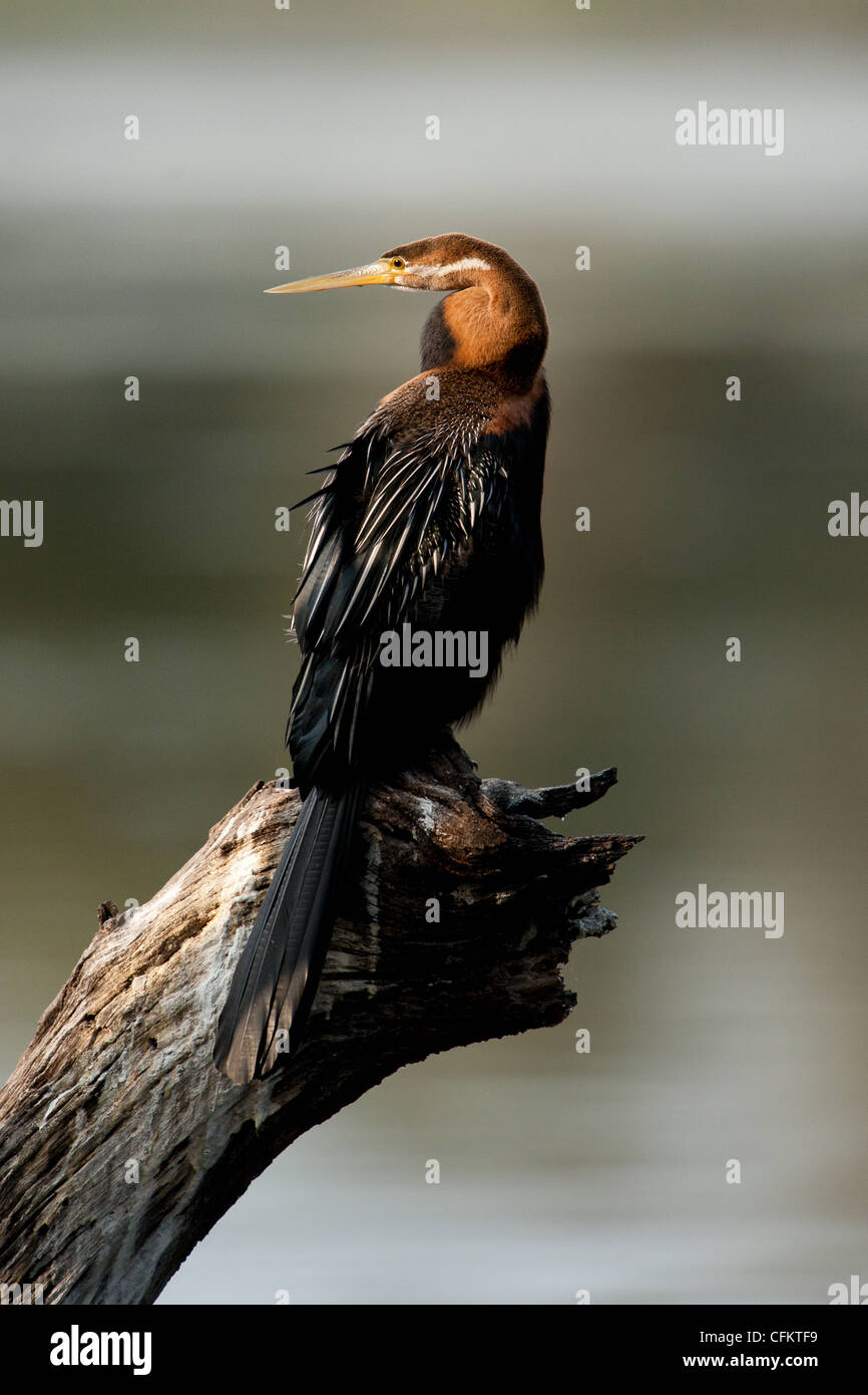 Un africano Darter bird arroccato su un ceppo di albero (Anhinga melanogaster) Foto Stock