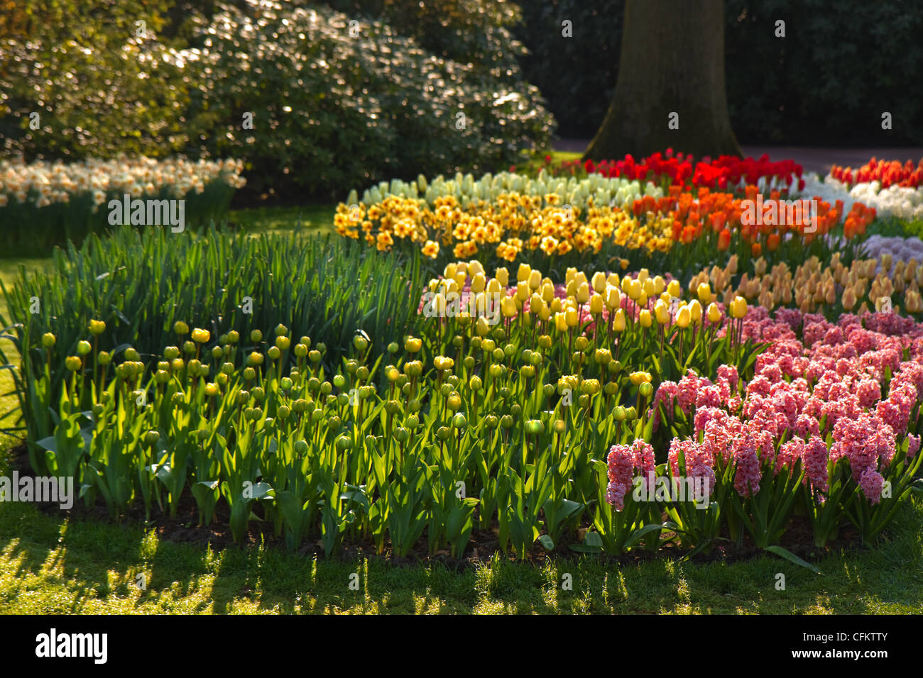 Letto di fiori con i tulipani, giacinto e narcisi sotto gli alberi nel giardino di primavera Foto Stock