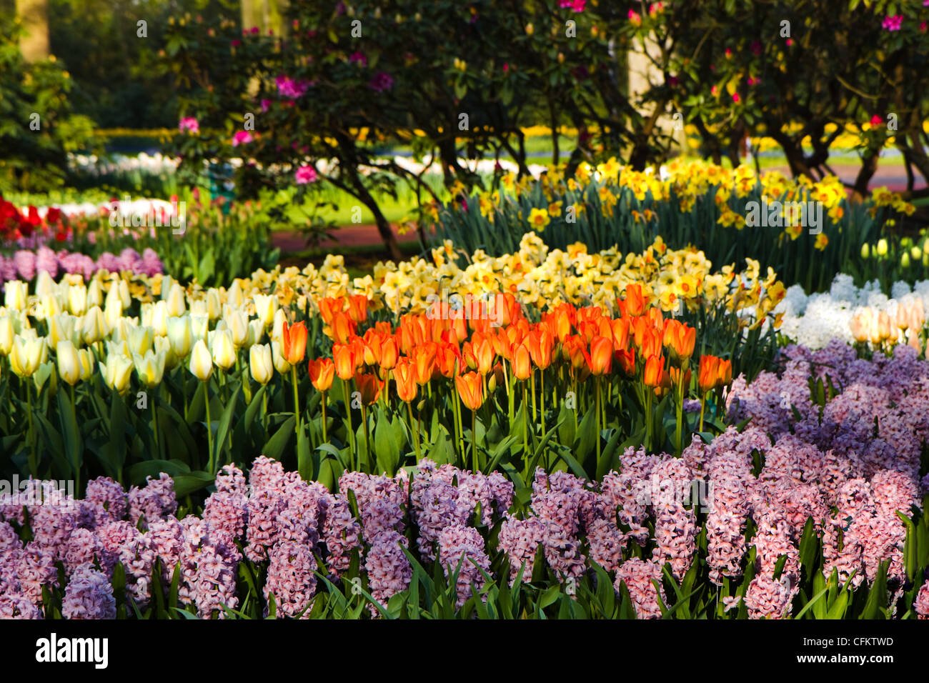 Giardino con tulipani giacinti e narcisi in primavera Foto Stock