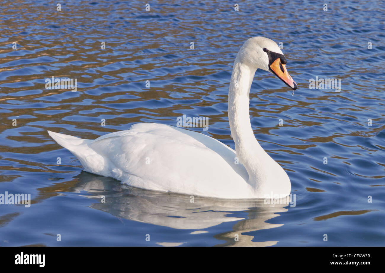 Un Cigno selvatico bella da soli Foto Stock