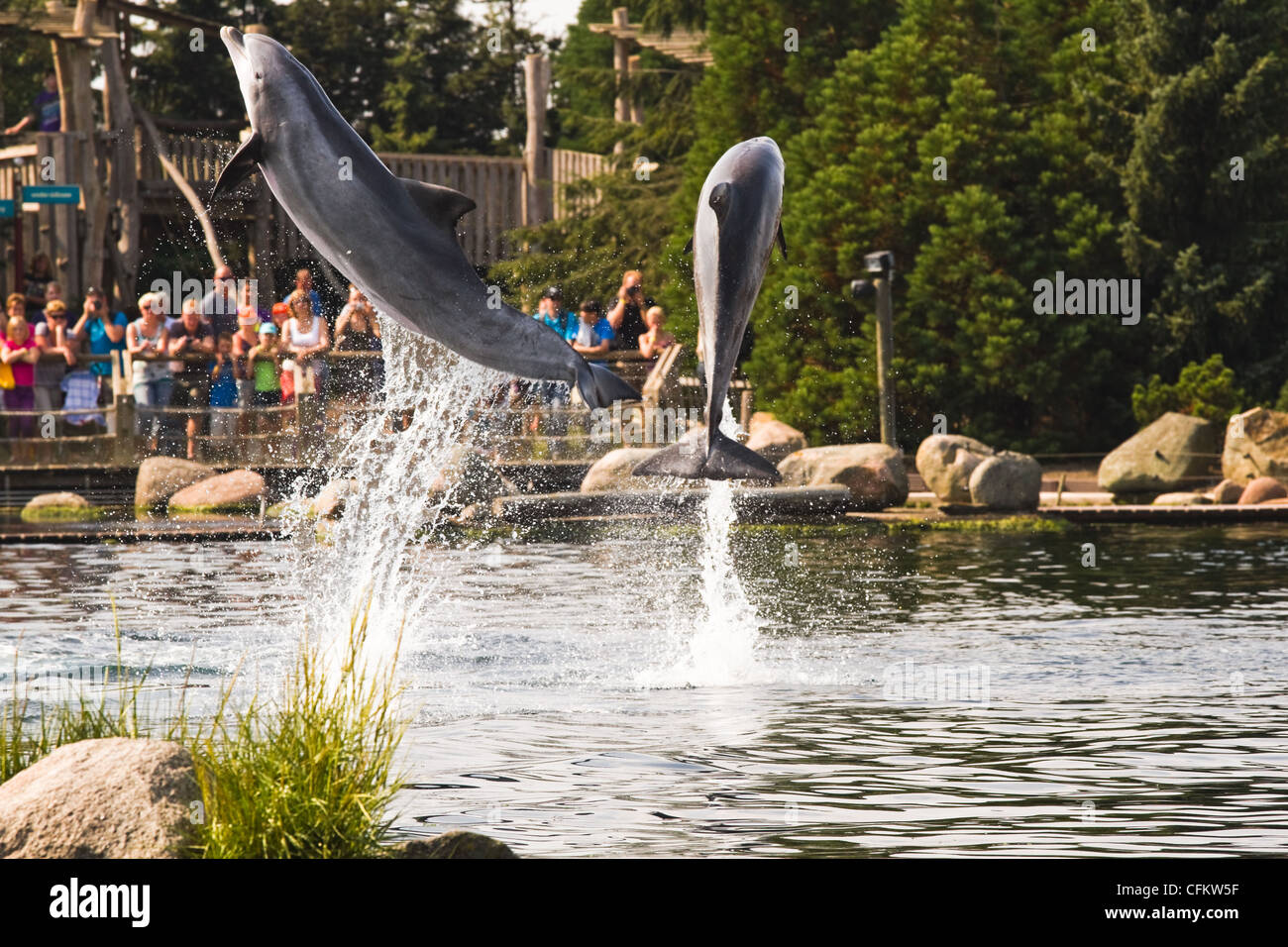 I delfini divertirsi saltando alta al di fuori dell'acqua. Foto Stock