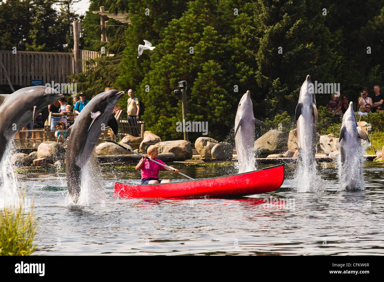 Femmina detentore dei delfini in barca a remi per divertirsi con i delfini jumping alta al di fuori dell'acqua. Foto Stock