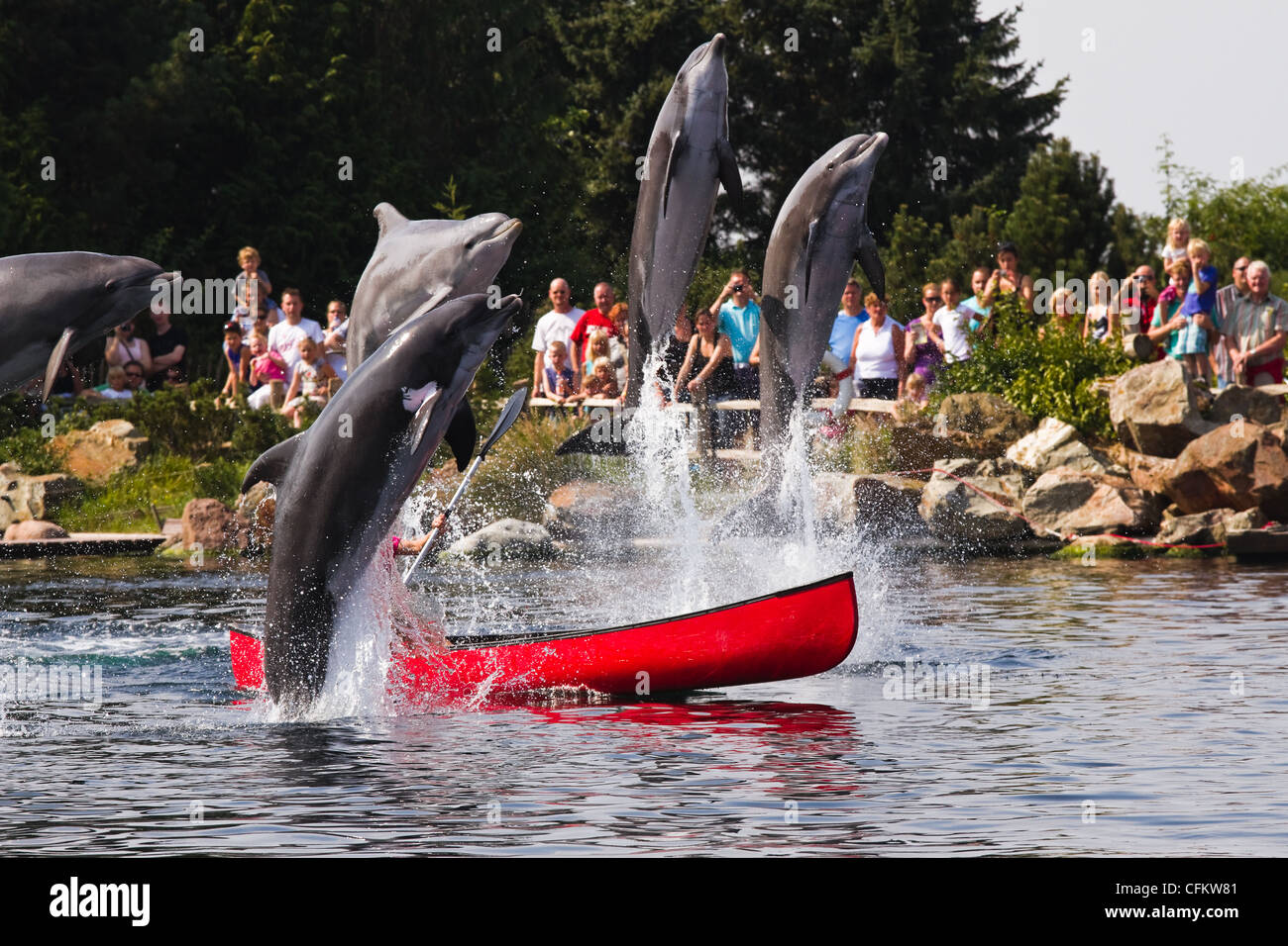 Femmina detentore dei delfini in barca a remi per divertirsi con i delfini jumping alta al di fuori dell'acqua. Foto Stock
