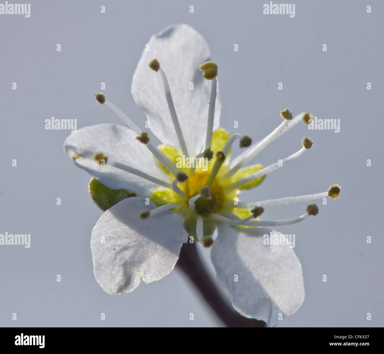 Molla bianco fiori ad albero Foto Stock