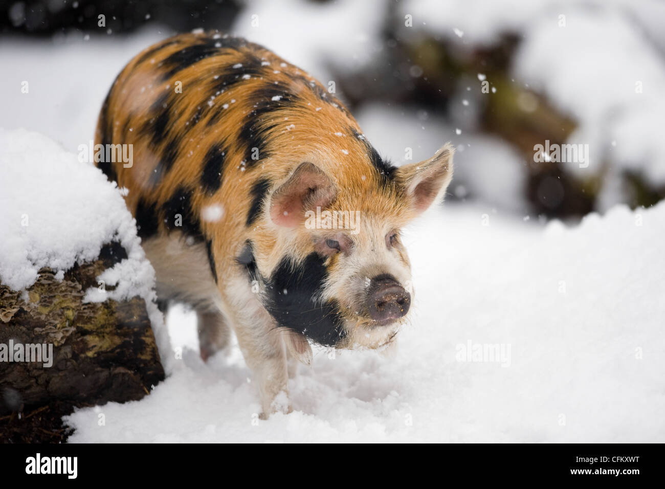 Maiale Kunekune nella neve (Sus scrofa scrofa kunekune) Foto Stock