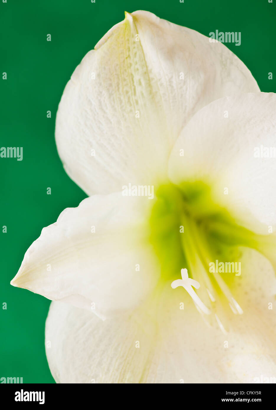 Studio di close-up di verde amaryllis Foto Stock