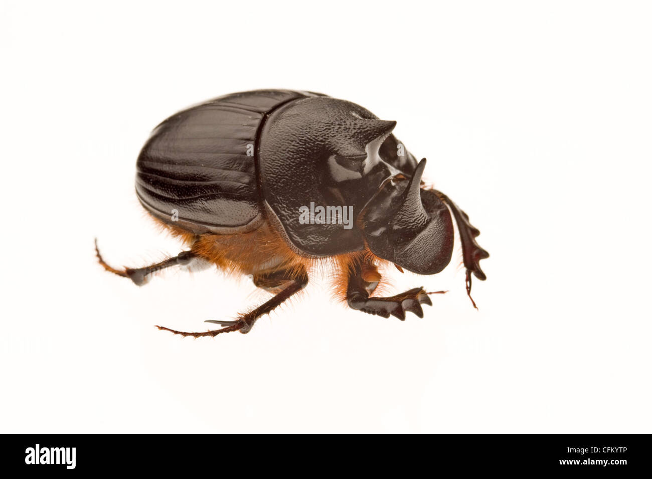 Australian tre cornuto dung beetle Foto Stock