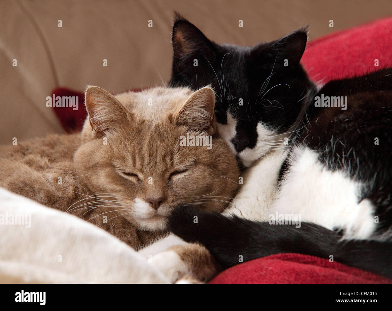 Una coppia di a pelo corto gatti domestici addormentato insieme all'interno Regno Unito Foto Stock