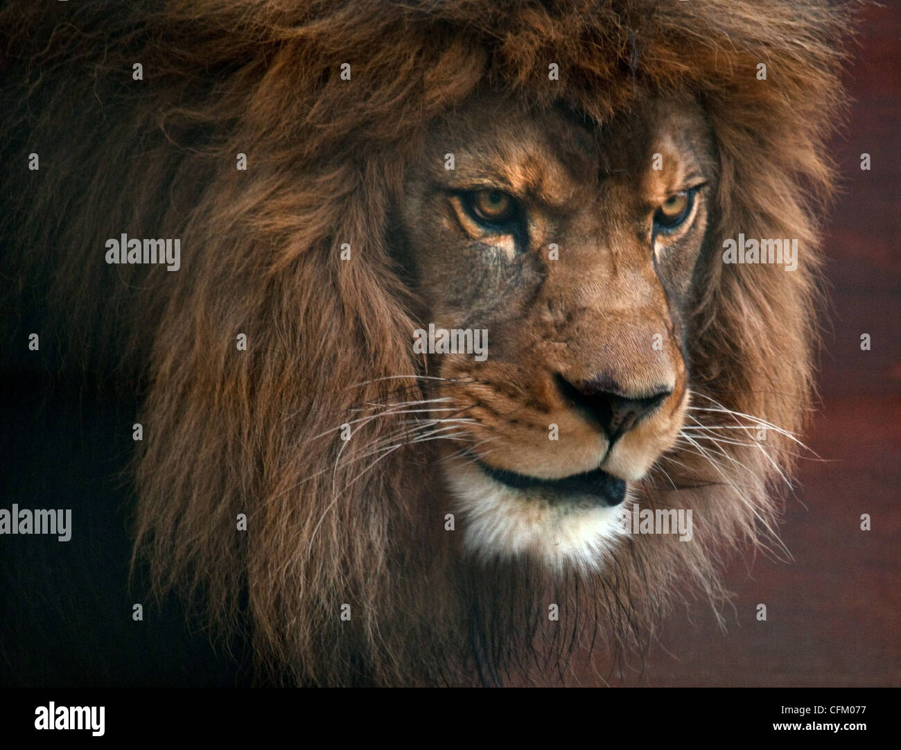 Testa di leone maschio Foto Stock