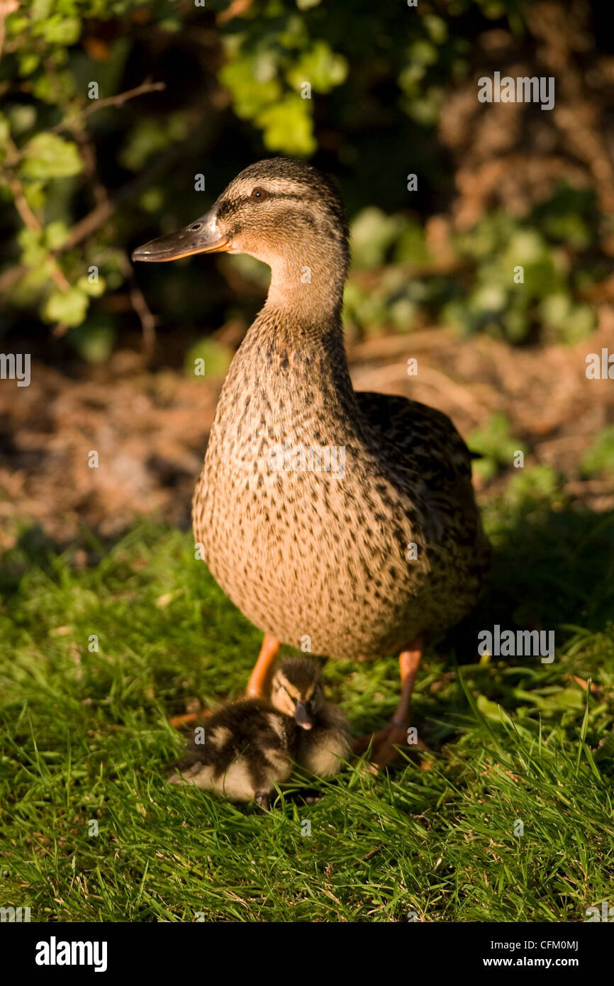 Una femmina di Mallard Duck con il suo bambino pulcino (Anas platyrhynchos) Foto Stock