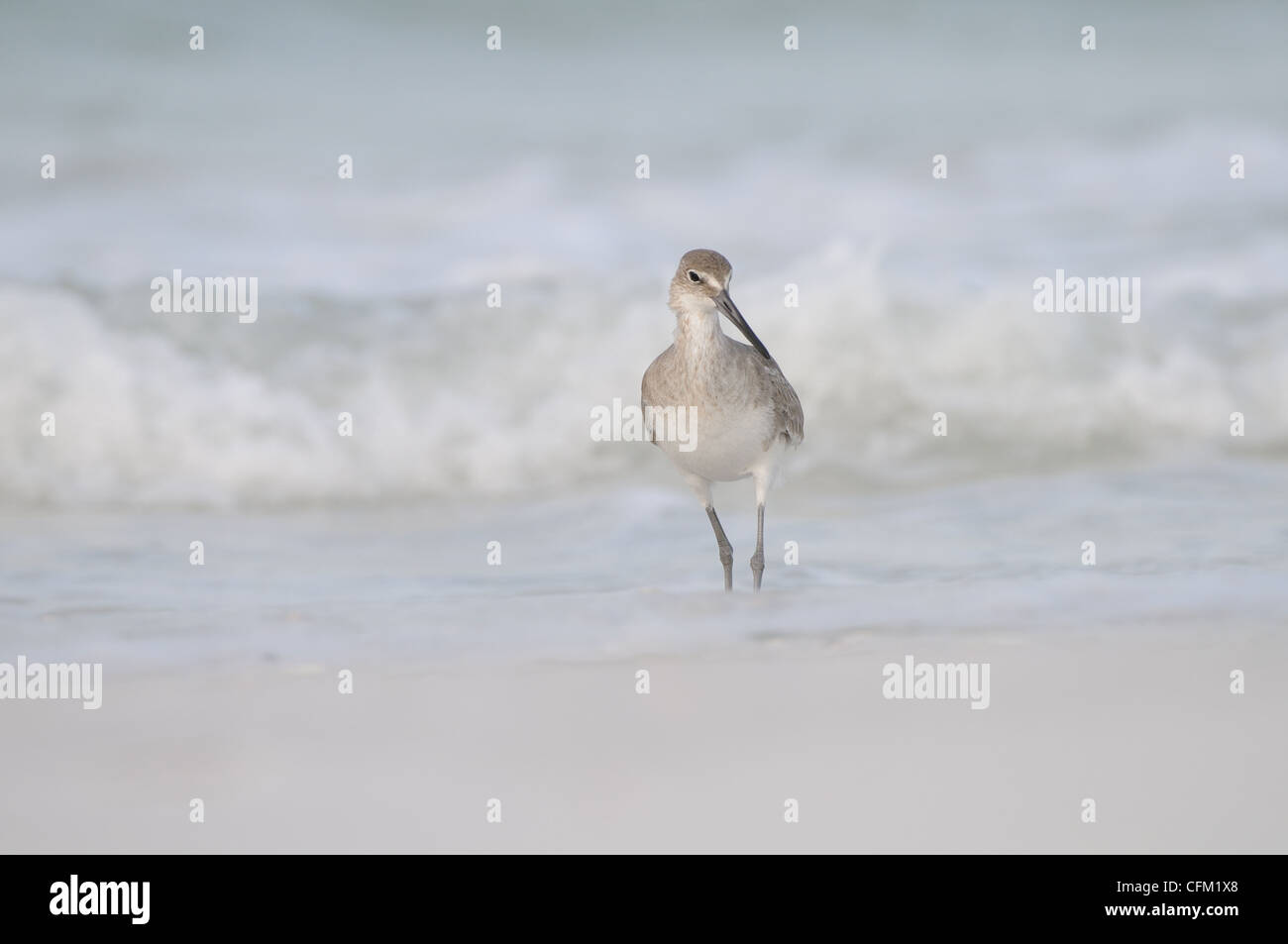 Willets, Tringa semipalmata, sulla spiaggia e nel surf della costa occidentale del Golfo del Messico, a Fort De Soto, Florida, Stati Uniti d'America Foto Stock