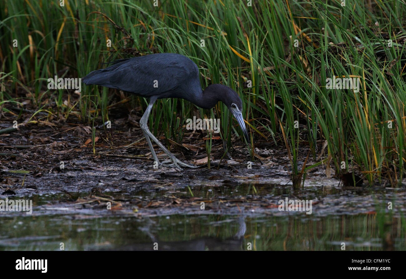 Heron, poco blu, Egretta caerulea, in acque poco profonde della laguna e la palude di Fort de Soto a caccia di pesci o di altri alimenti, Foto Stock