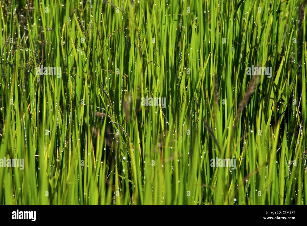 Erba rugiadosa in Mali. Foto Stock