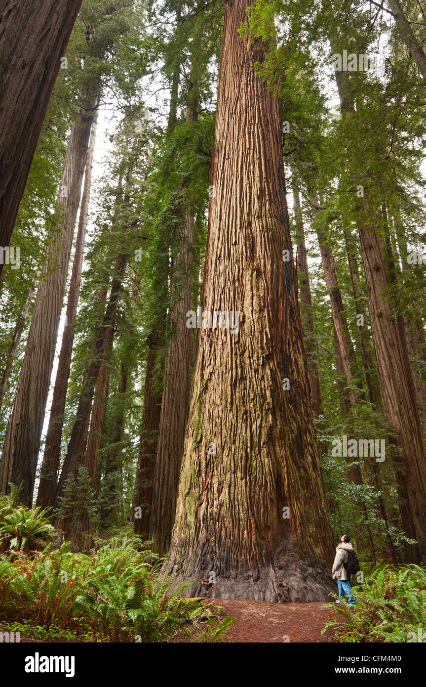 La splendida e imponente giant redwoods, Sequoia sempervirens situato nel Jedediah Smith Redwoods State Park in California. Foto Stock