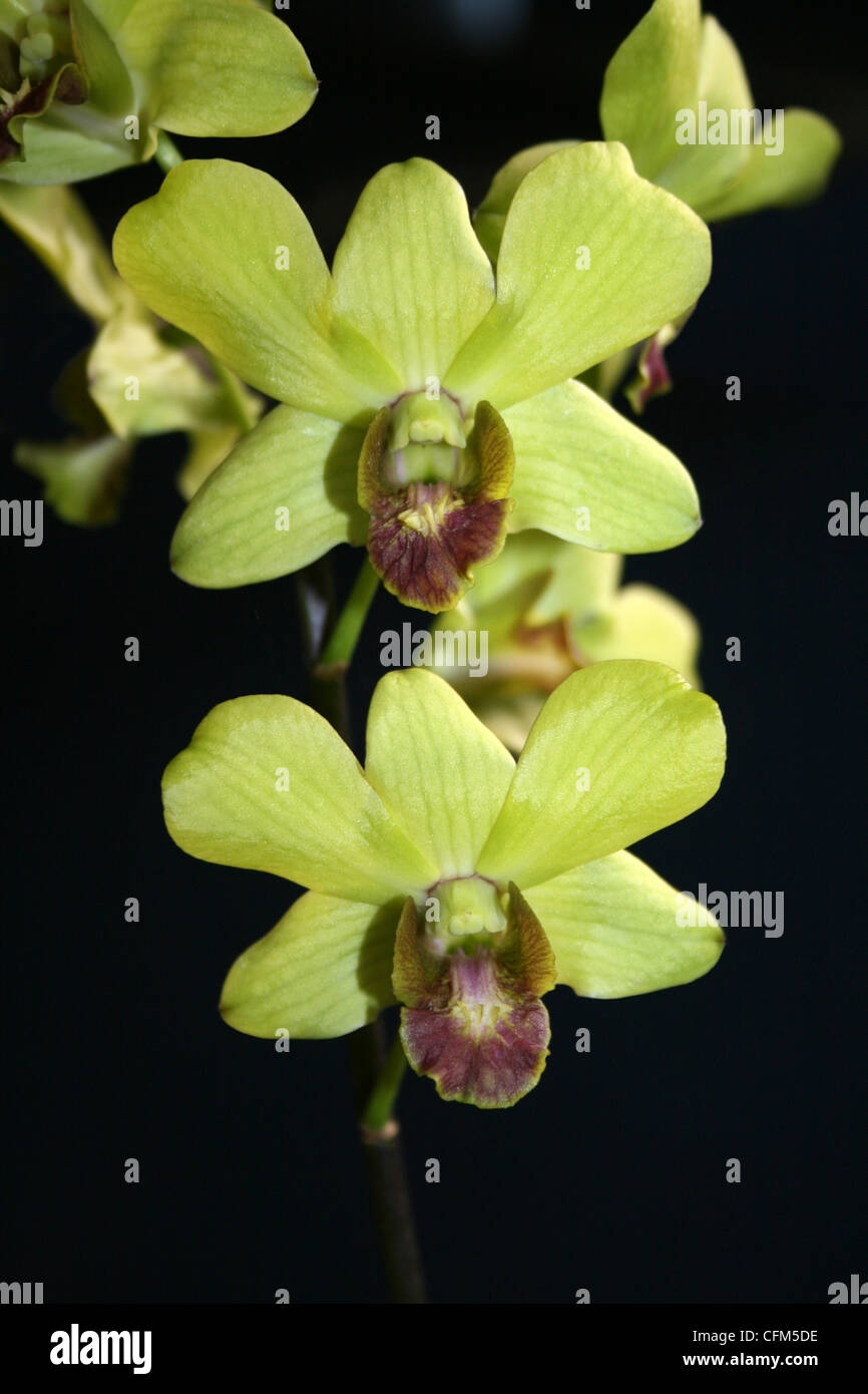 Giallo Orchidee Costa Rica Foto Stock