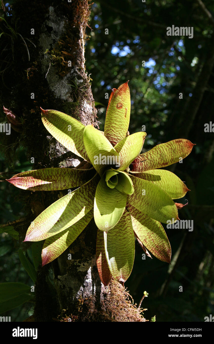 Bromeliad cresce su un albero In Selvatura Park, Monteverde in Costa Rica Foto Stock