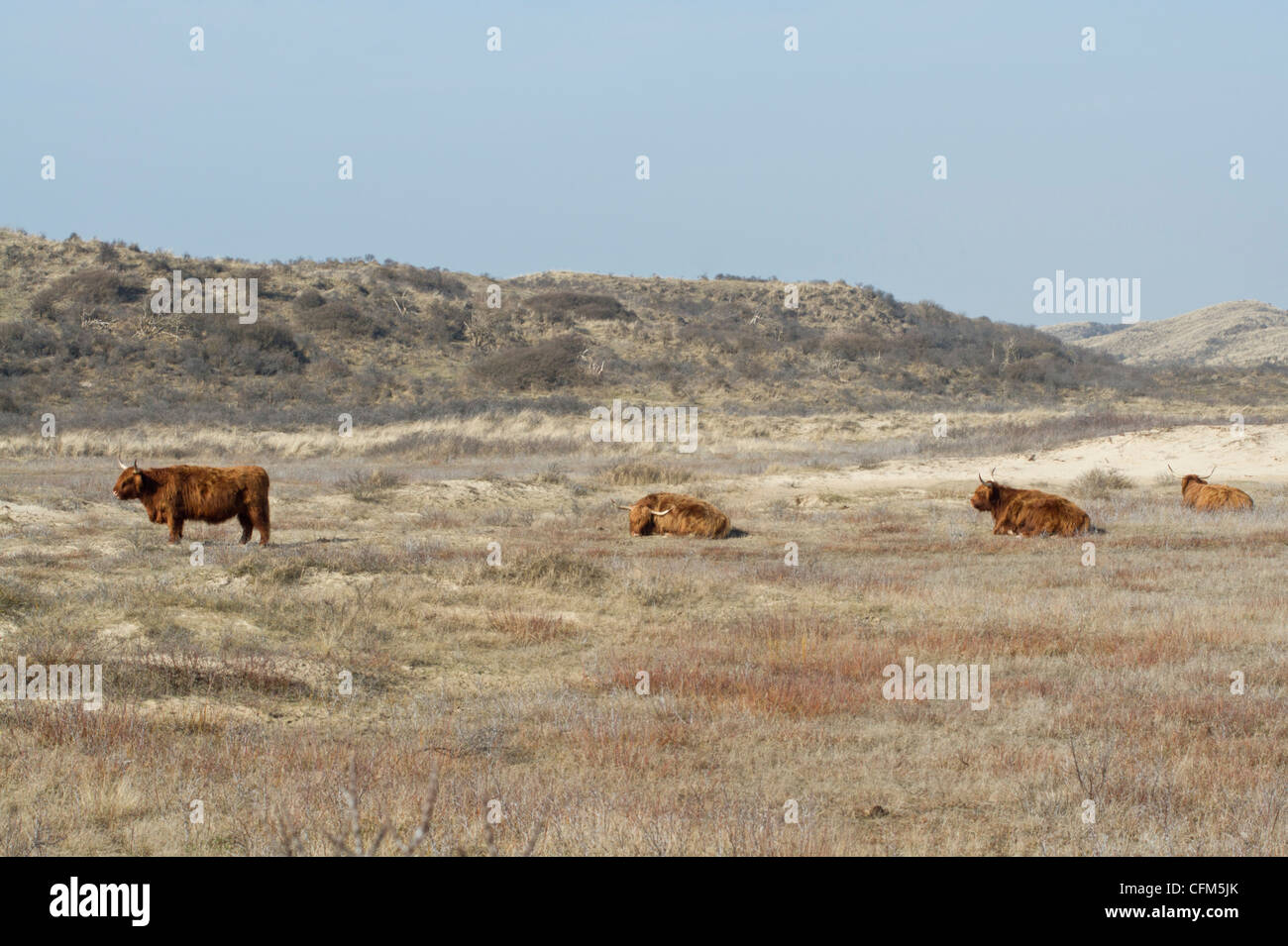 Bestiame scozzese nel Kennemerduinen Foto Stock