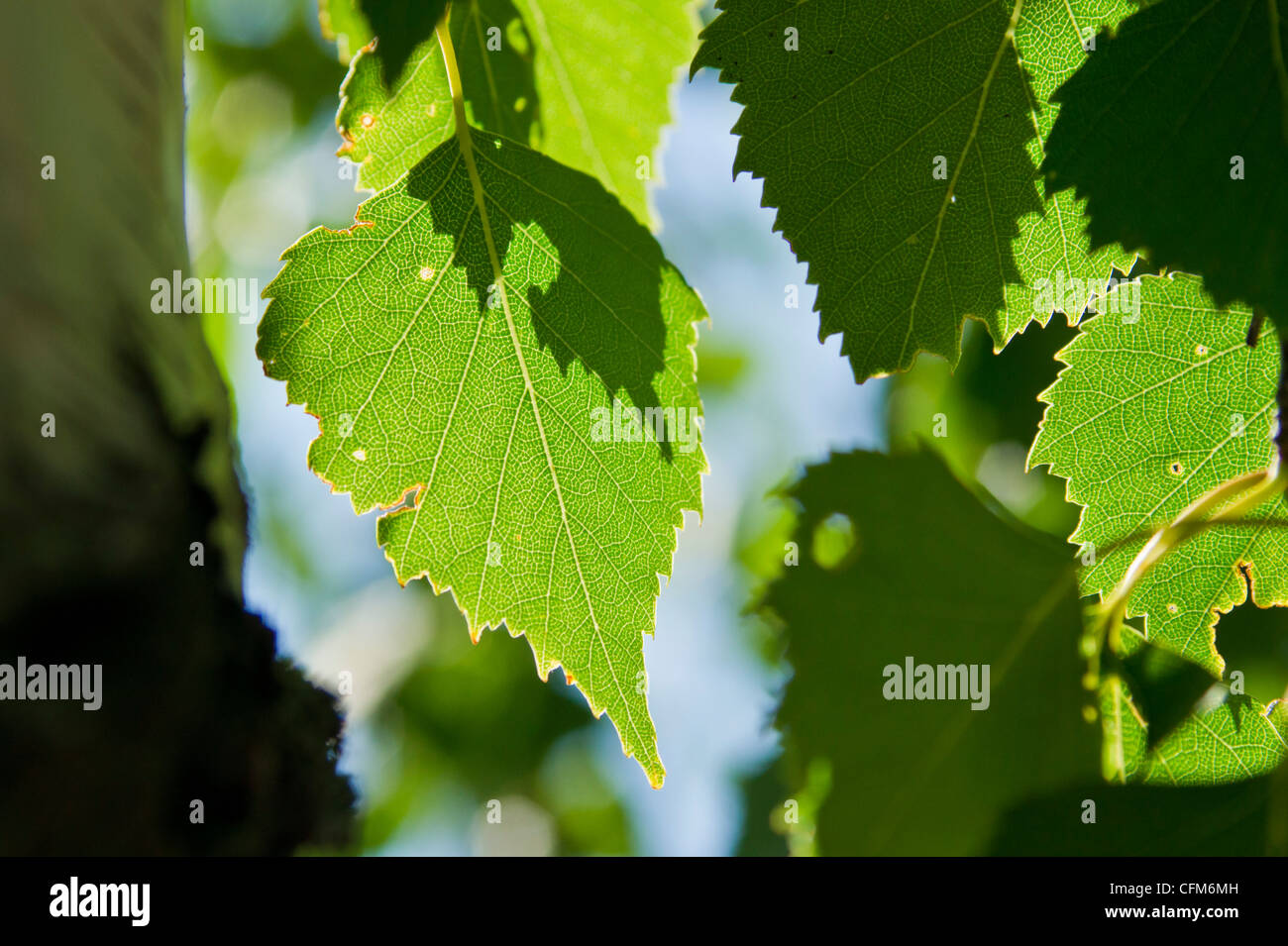 Close up di Betulla foglie in estate il sole Foto Stock