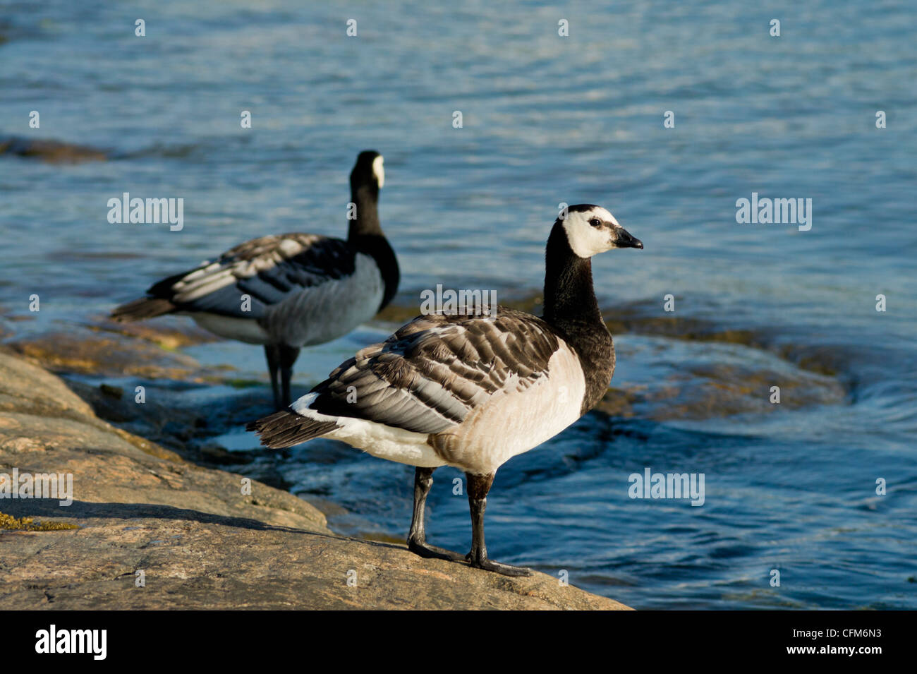 Oche canadesi presso la costa del mar Baltico Foto Stock