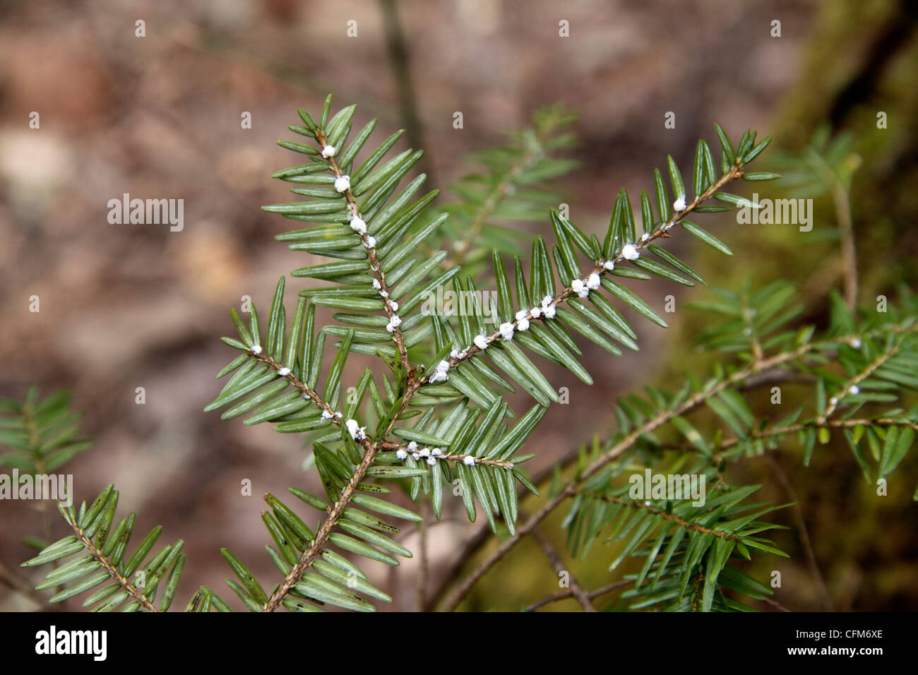 La cicuta lanosi adelgid ovisacs sul ramo orientale di hemlock tree in Tennessee Foto Stock