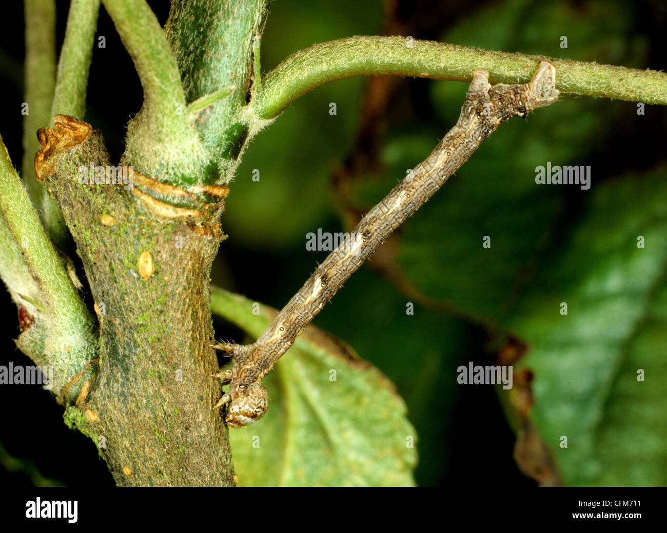 Sventolato umber tarma (Menophra abruptaria) caterpillar camuffato come un ramoscello di prugne Foto Stock
