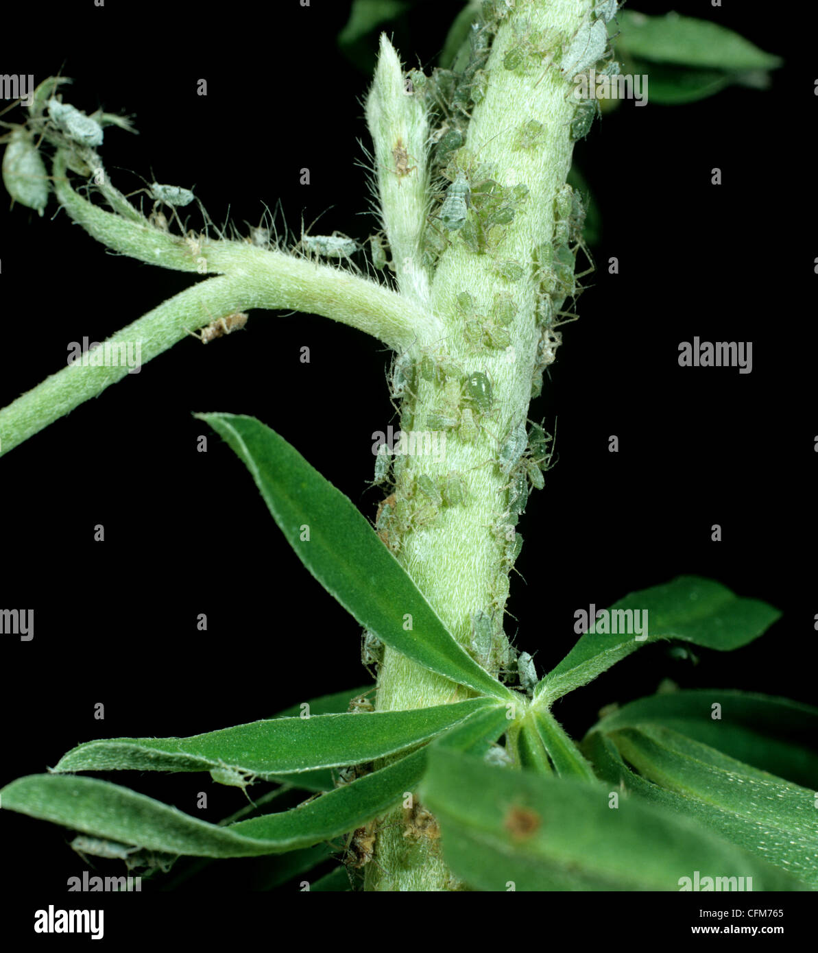 Lupin (afide Macrosiphum albifrons) colonia su Lupin (Lupinus arboreus) fiore Foto Stock