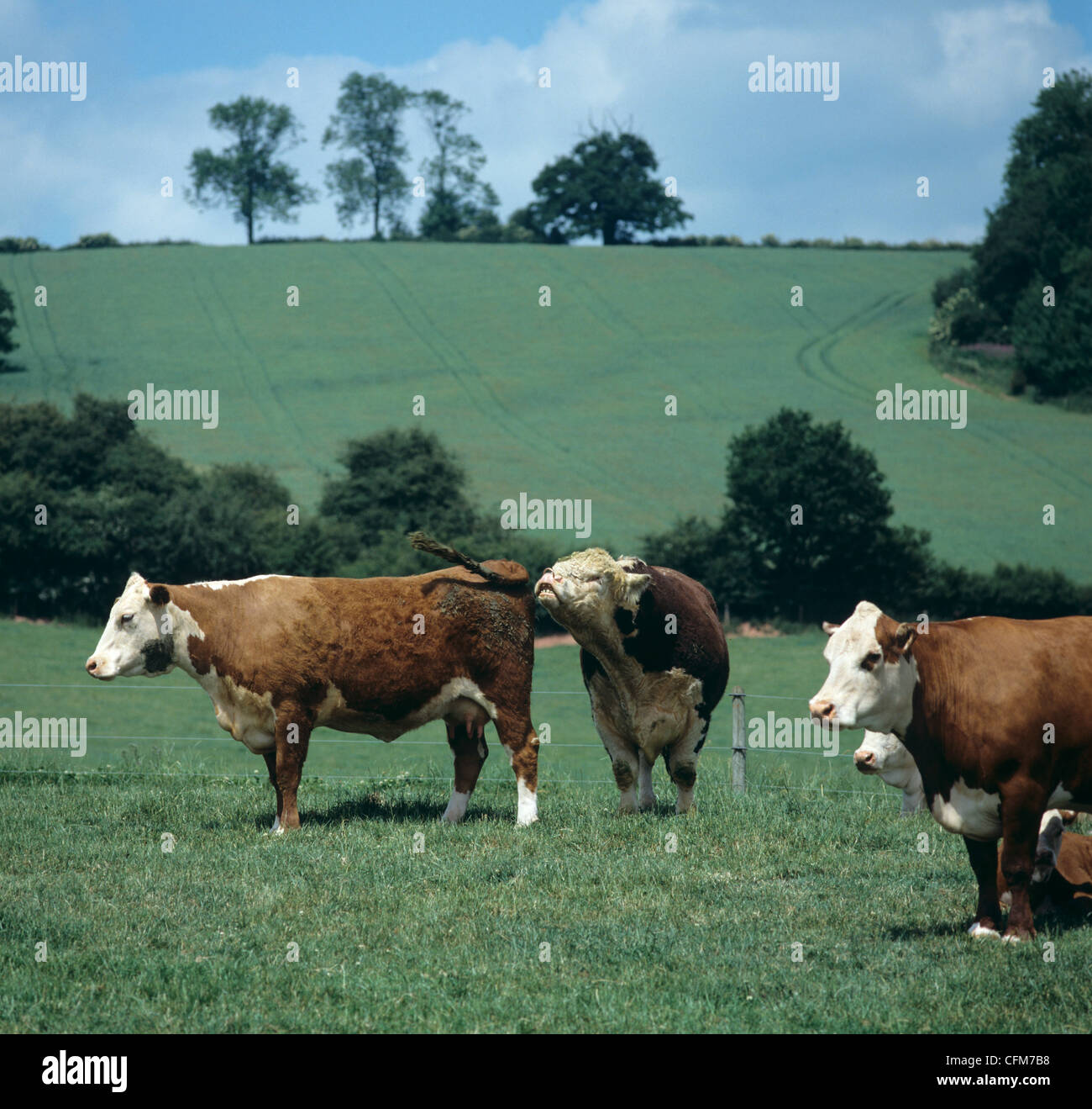Hereford bull , naso stropicciato profumazione vacca estruale Foto Stock