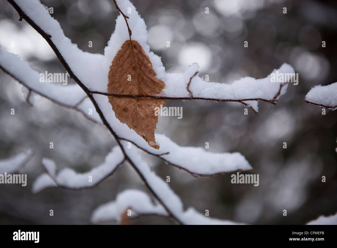 Un ramo di albero con ultime foglie attaccato, coperto di neve. Foto Stock