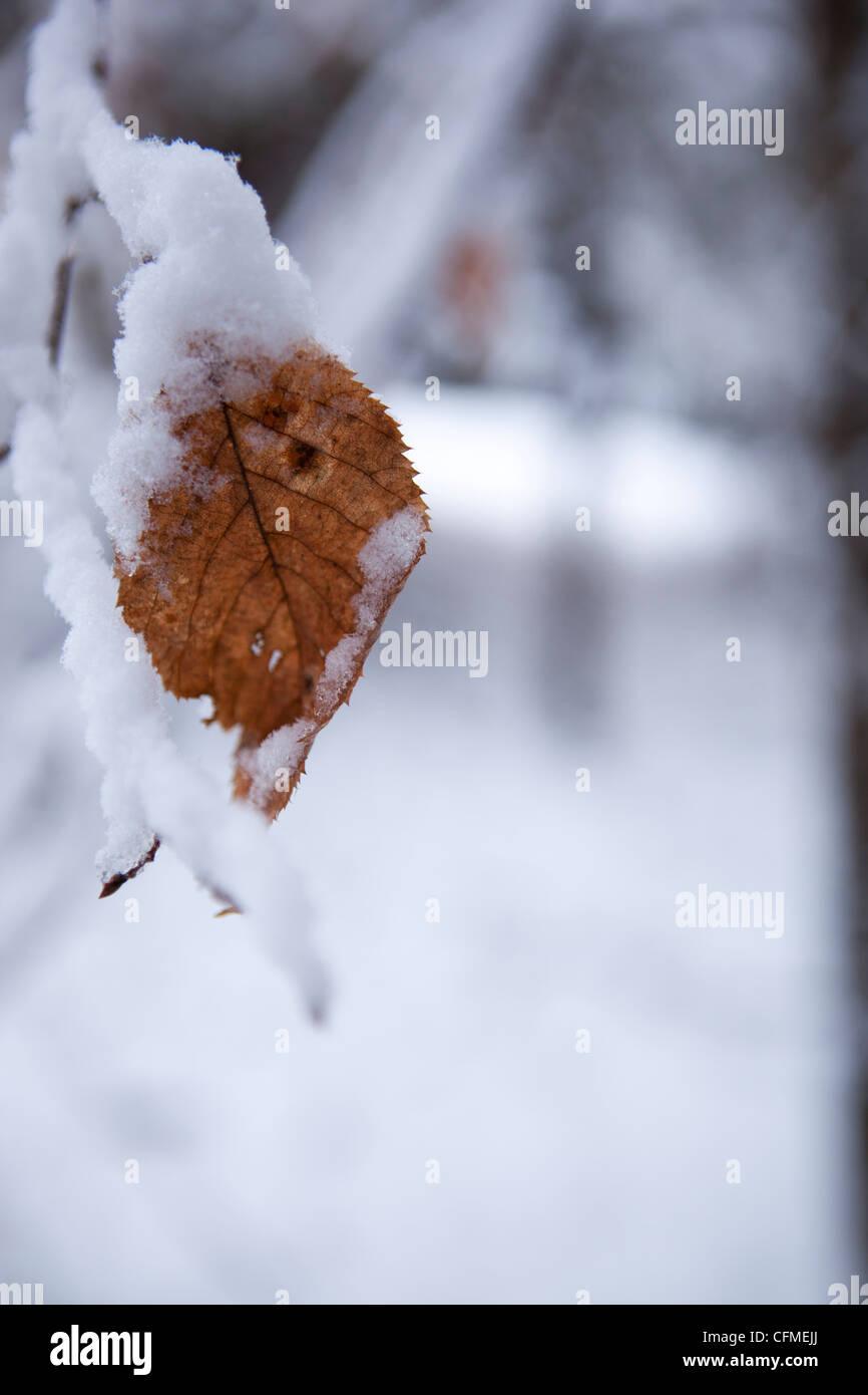 Un ramo di albero con ultime foglie attaccato, coperto di neve. Foto Stock