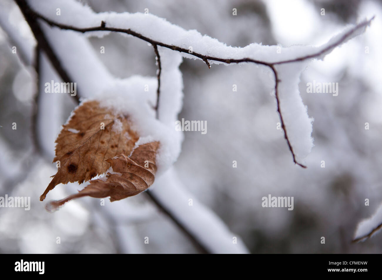 Un ramo di albero con ultime foglie attaccato, coperto di neve. Foto Stock