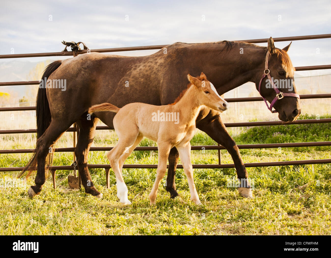 Stati Uniti d'America, Utah, Lehi, puledro con la madre Foto Stock