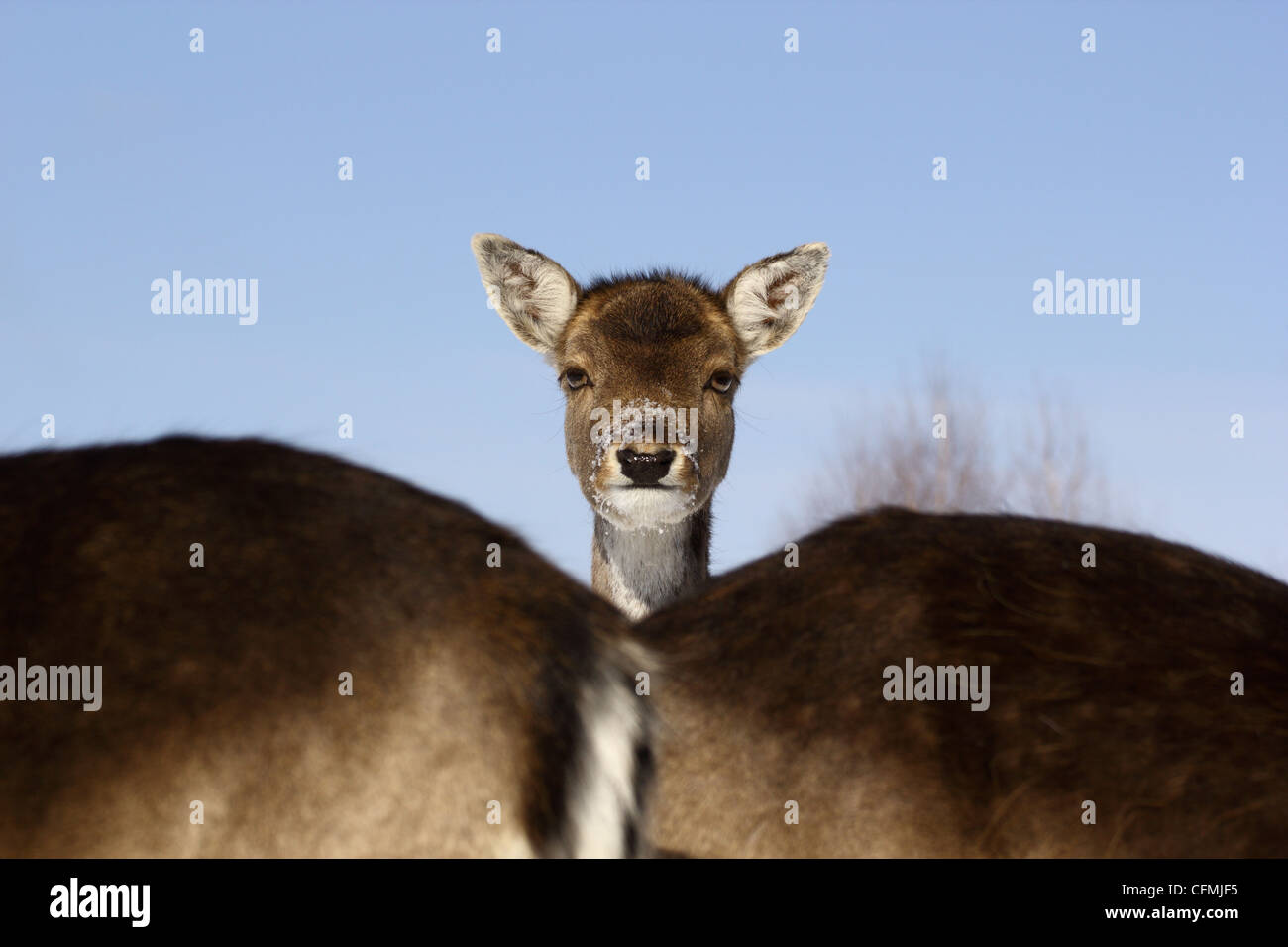 Questo vitello ha smesso di mangiare solo per verificare la mia presenza Foto Stock