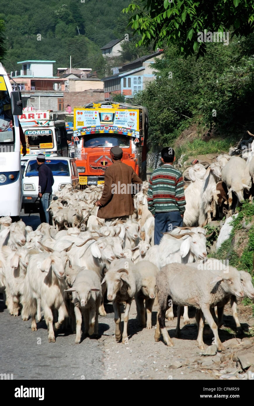 Sviluppo risponde la pastorizia in India rurale Foto Stock