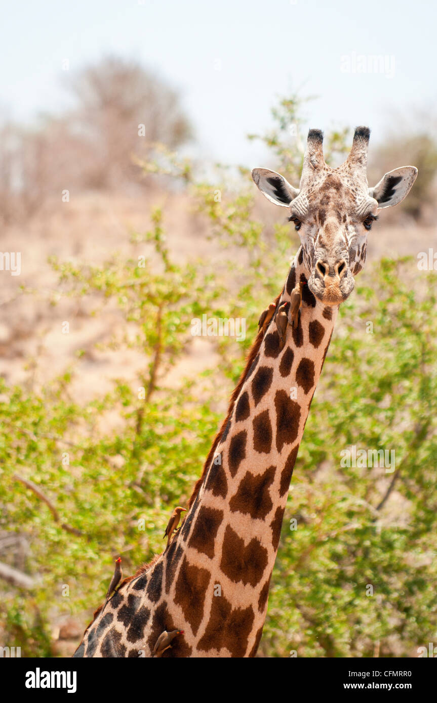 Giraffa con uccelli seduto sul collo Foto Stock