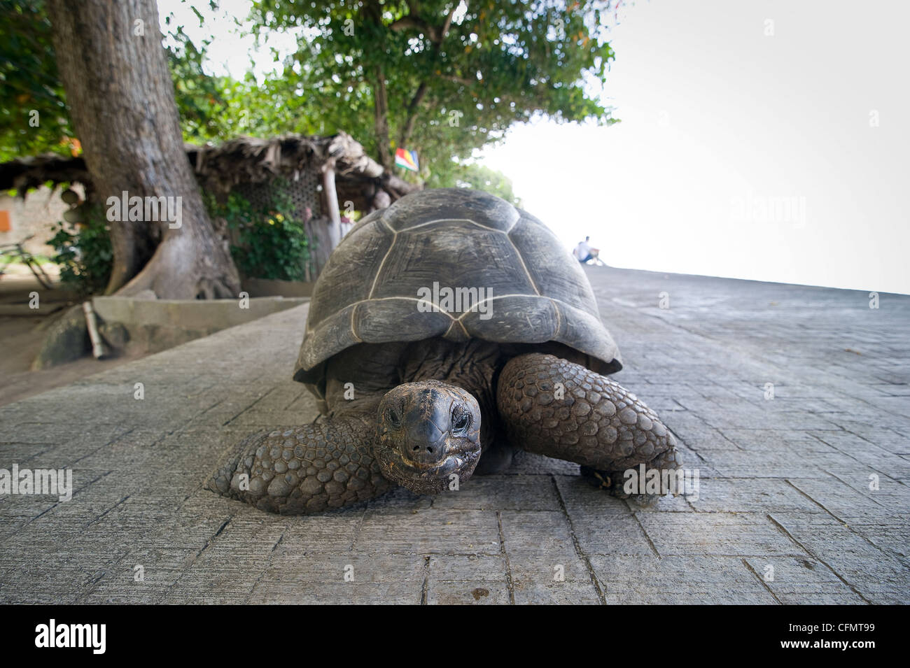 SEYCHELLES, LA DIGUE Island è uno dei luoghi preferiti per i turisti a causa delle sue splendide spiagge e le famose tartarughe.. Foto Stock