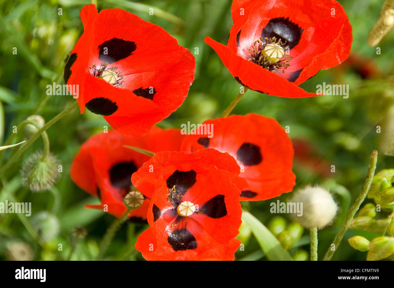 Chiudere orizzontale di tanti "coccinella" papaveri, Papavers in piena fioritura. Foto Stock
