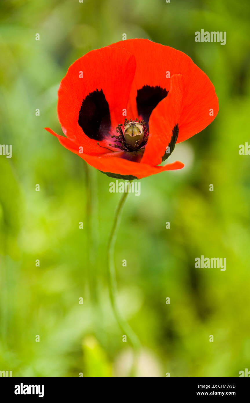 Verticale fino in prossimità di un colore rosso brillante "coccinella" papavero, Papaver, in piena fioritura. Foto Stock