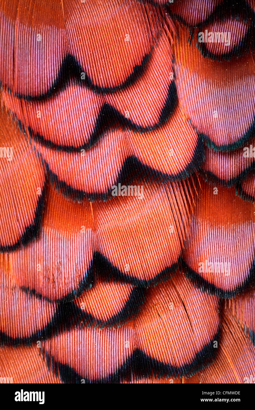 Chiusura del piumaggio su un fagiano maschio Foto Stock