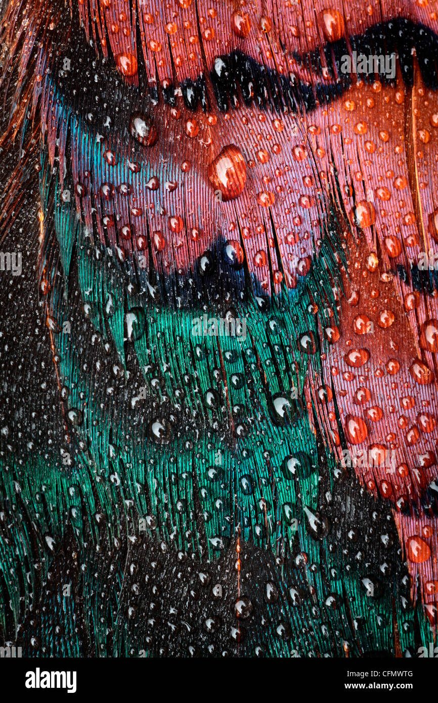 Close up di rugiada piumaggio coperto su un fagiano maschio Foto Stock