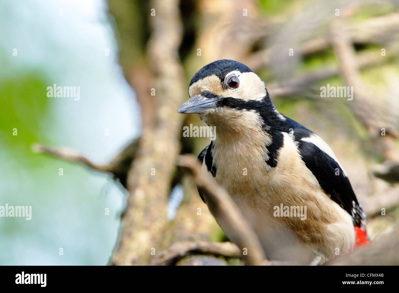 Un Picchio rosso maggiore (Dendrocopos major) alertly arroccato in una struttura ad albero. Foto Stock