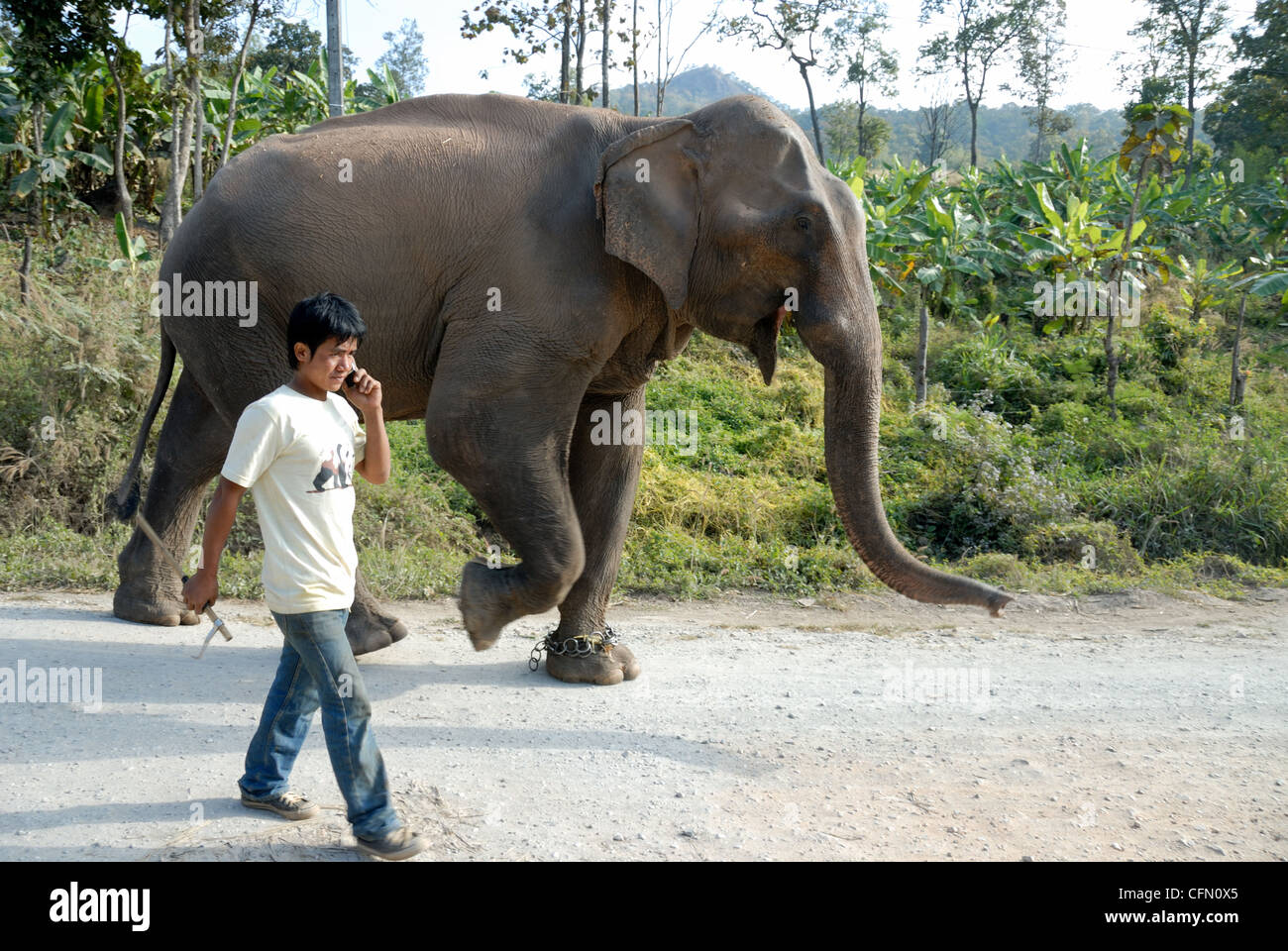 Elephant keeper a piedi il suo elefante in Mae Taeng Chiang Mai nel nord della Thailandia su 5/01/2009 Foto Stock