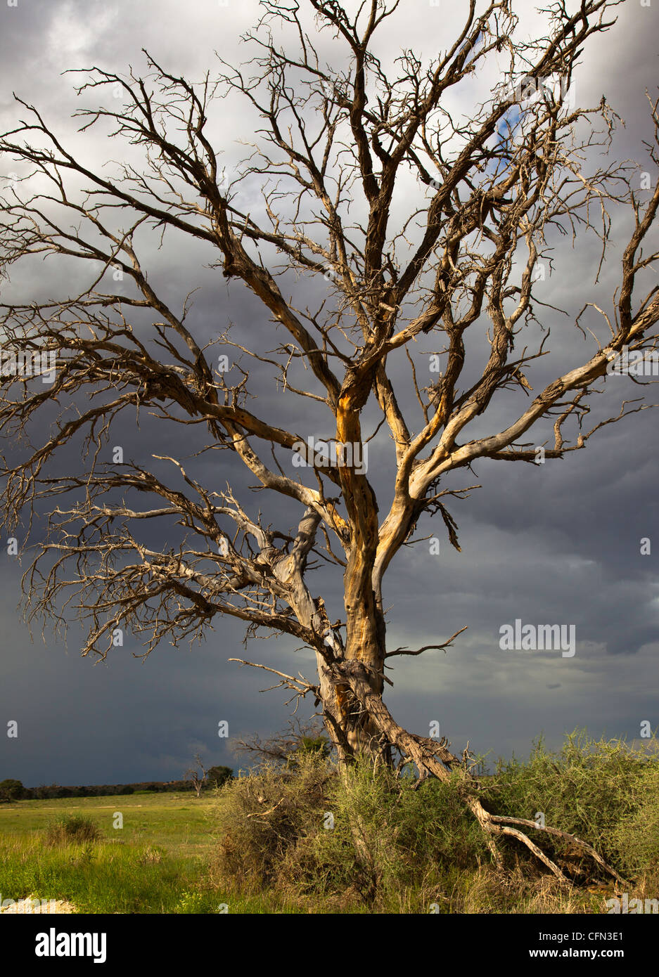 Tempesta nel Kalahari Foto Stock