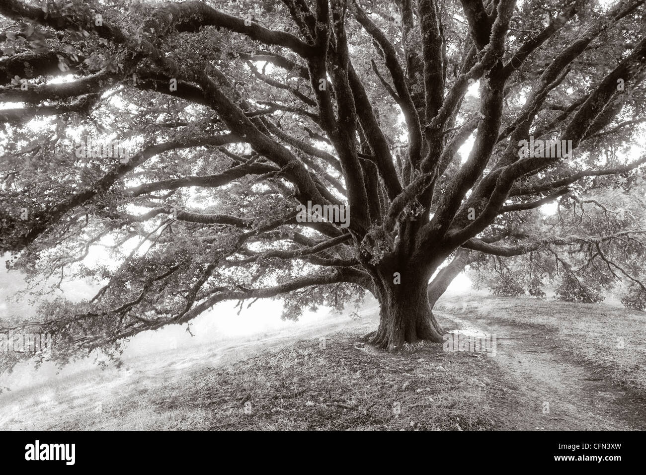 Fotografia in bianco e nero di una gigantesca quercia in una nebbiosa mattina su una collina della California Foto Stock