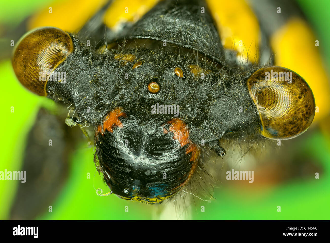 Extreme insetto macro Foto Stock