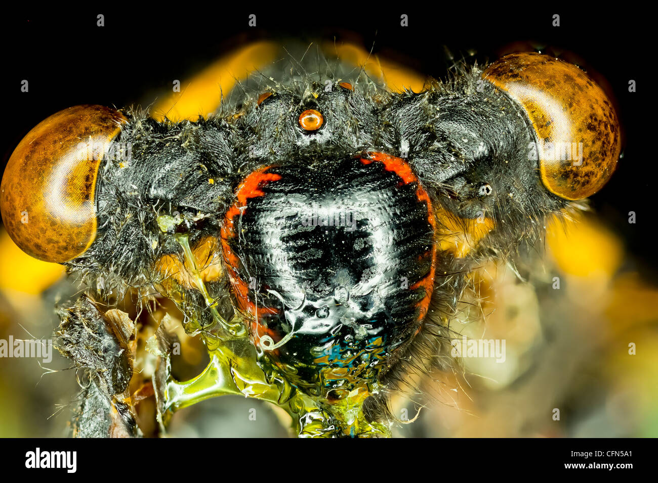 Extreme insetto macro. Foto Stock